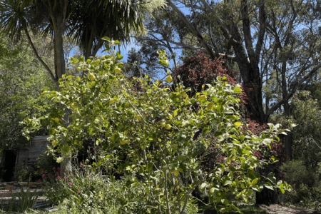 Design Renovated Post-War Cottage